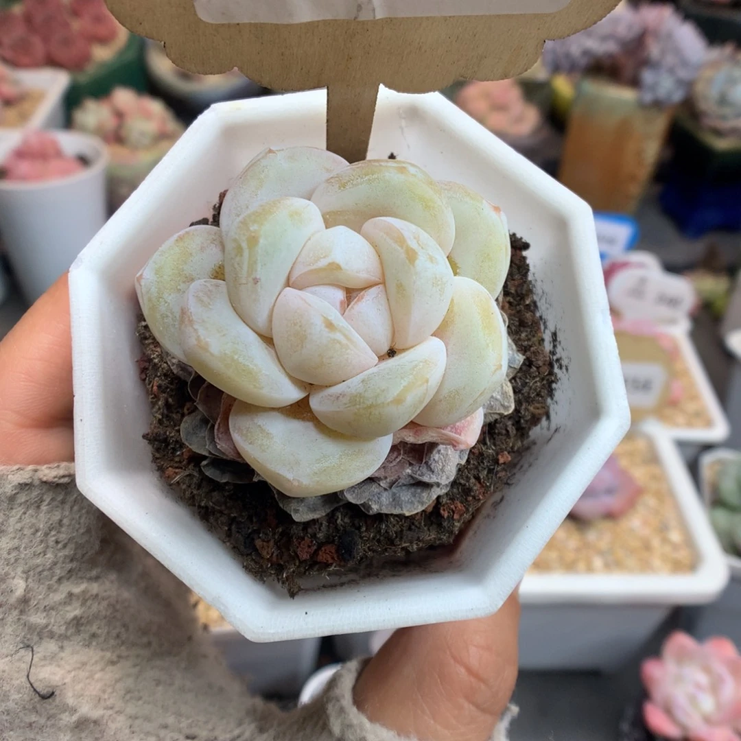 193乳白透冰玉多肉植物