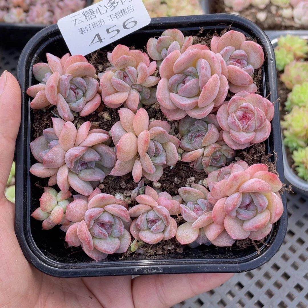 云糖心多肉植物456