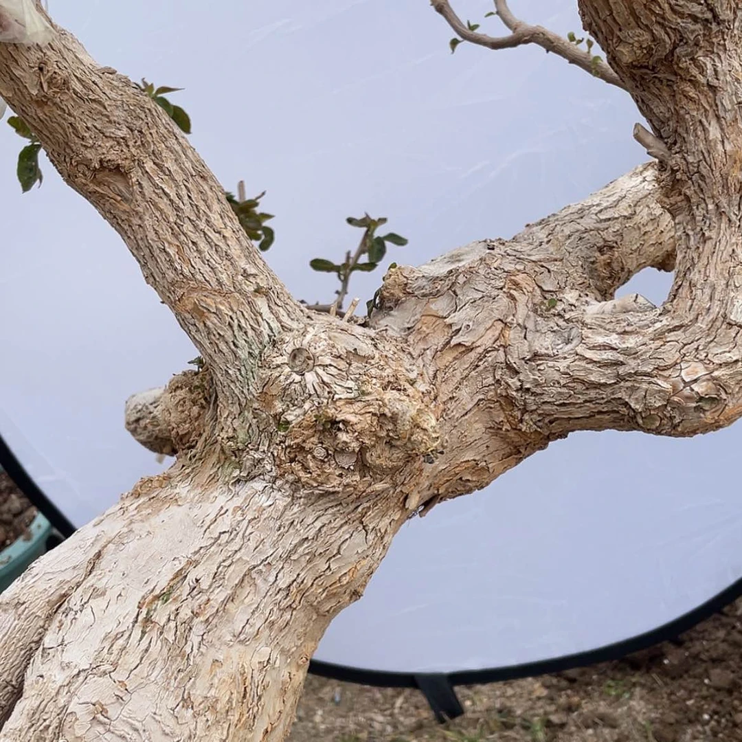 【闪购商品】嫁接五色