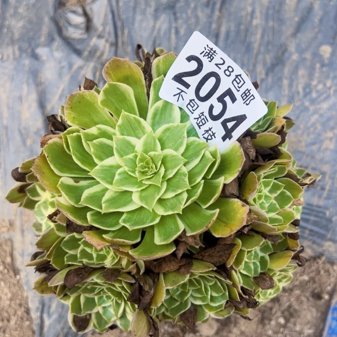 水蜜桃多肉植物2054
