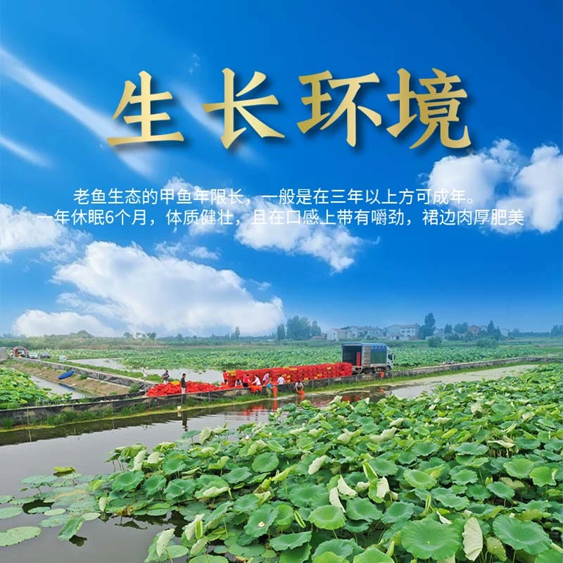 黑花甲鱼 现挑现选  一物一拍 新鲜外塘野养生态甲鱼老鳖