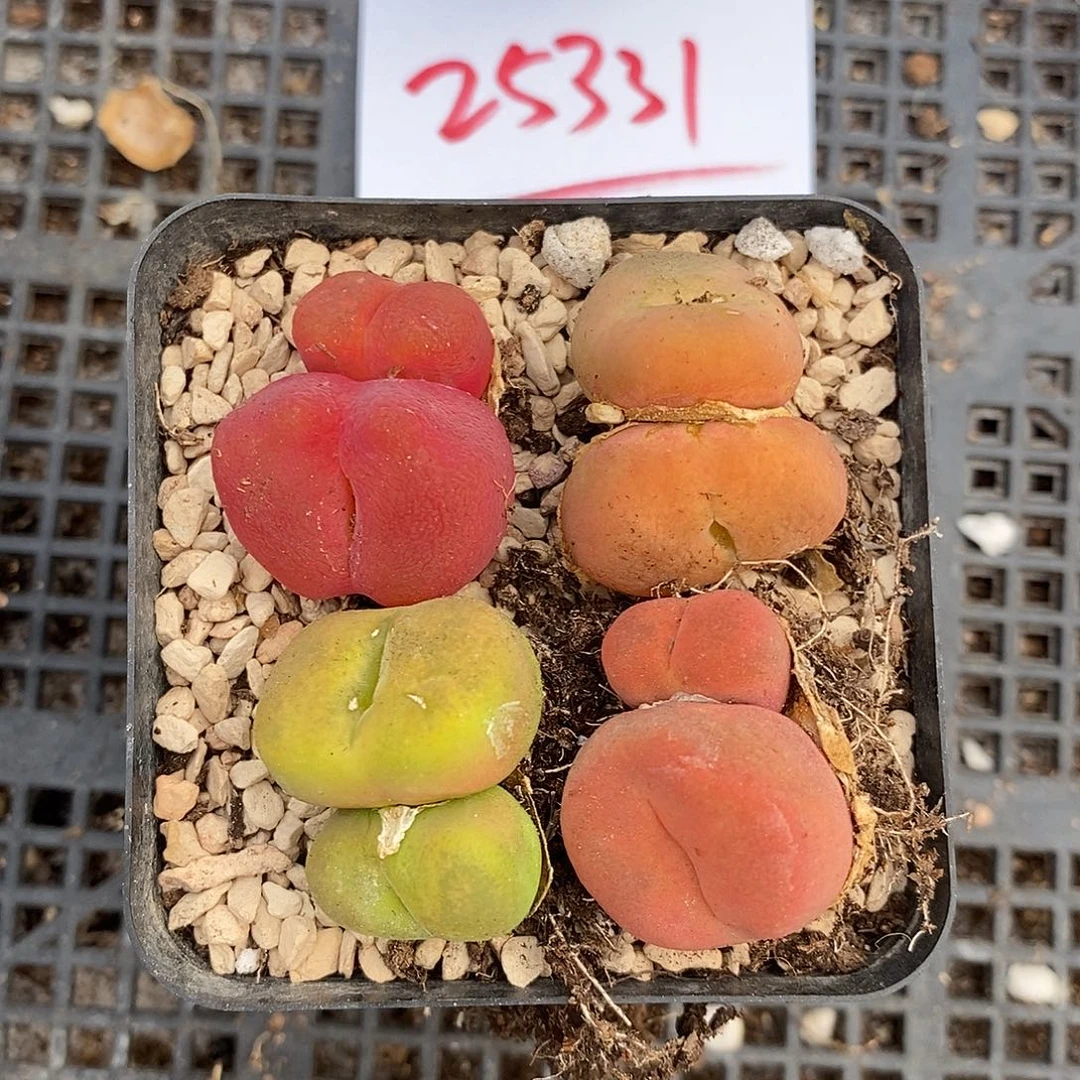25331。 一组小伤。