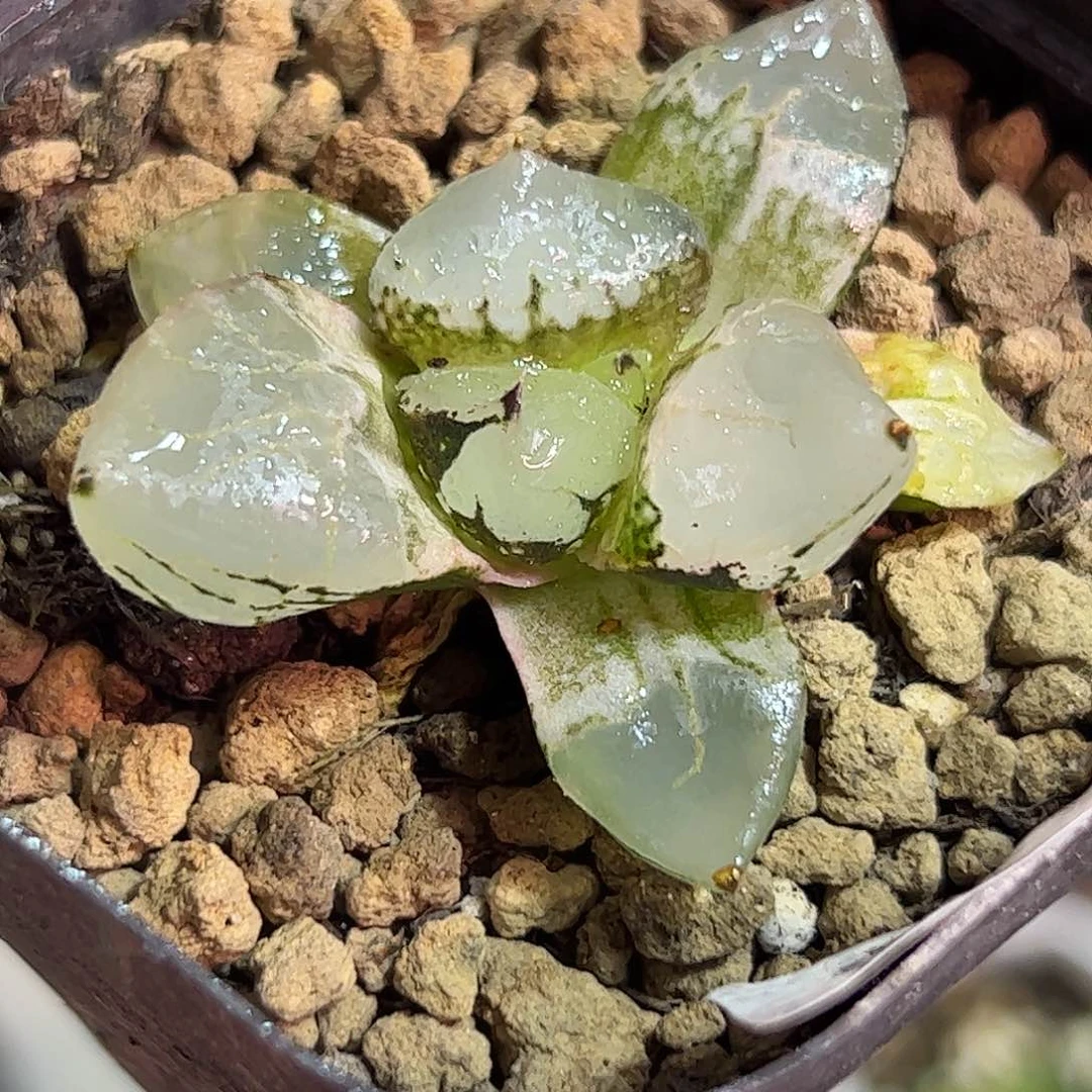 冰皇寿十二卷多肉植物