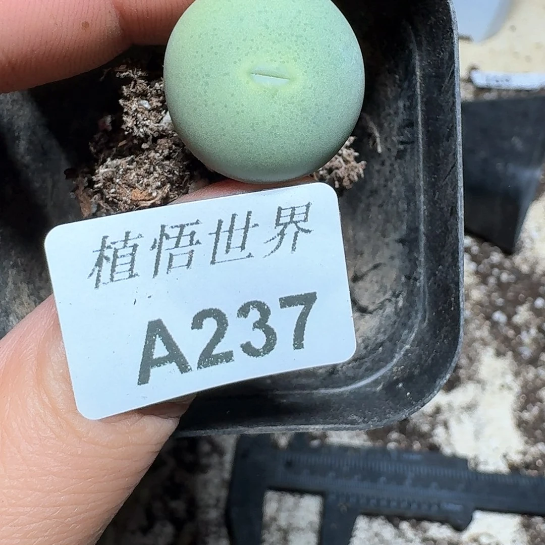 237号多肉植物哇d cb b