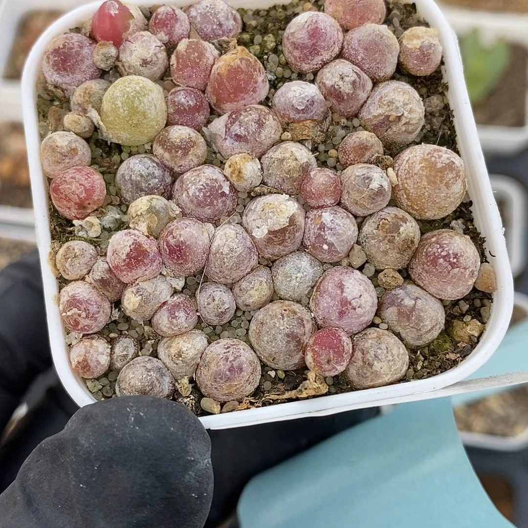 心*桃喜花园0601-63灯泡切糕