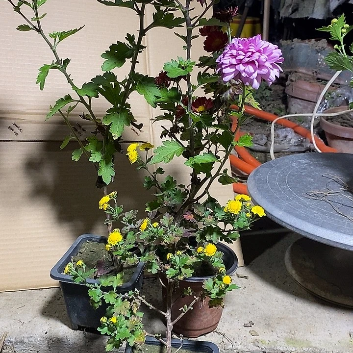 汪***2完全开放菊花盆景金