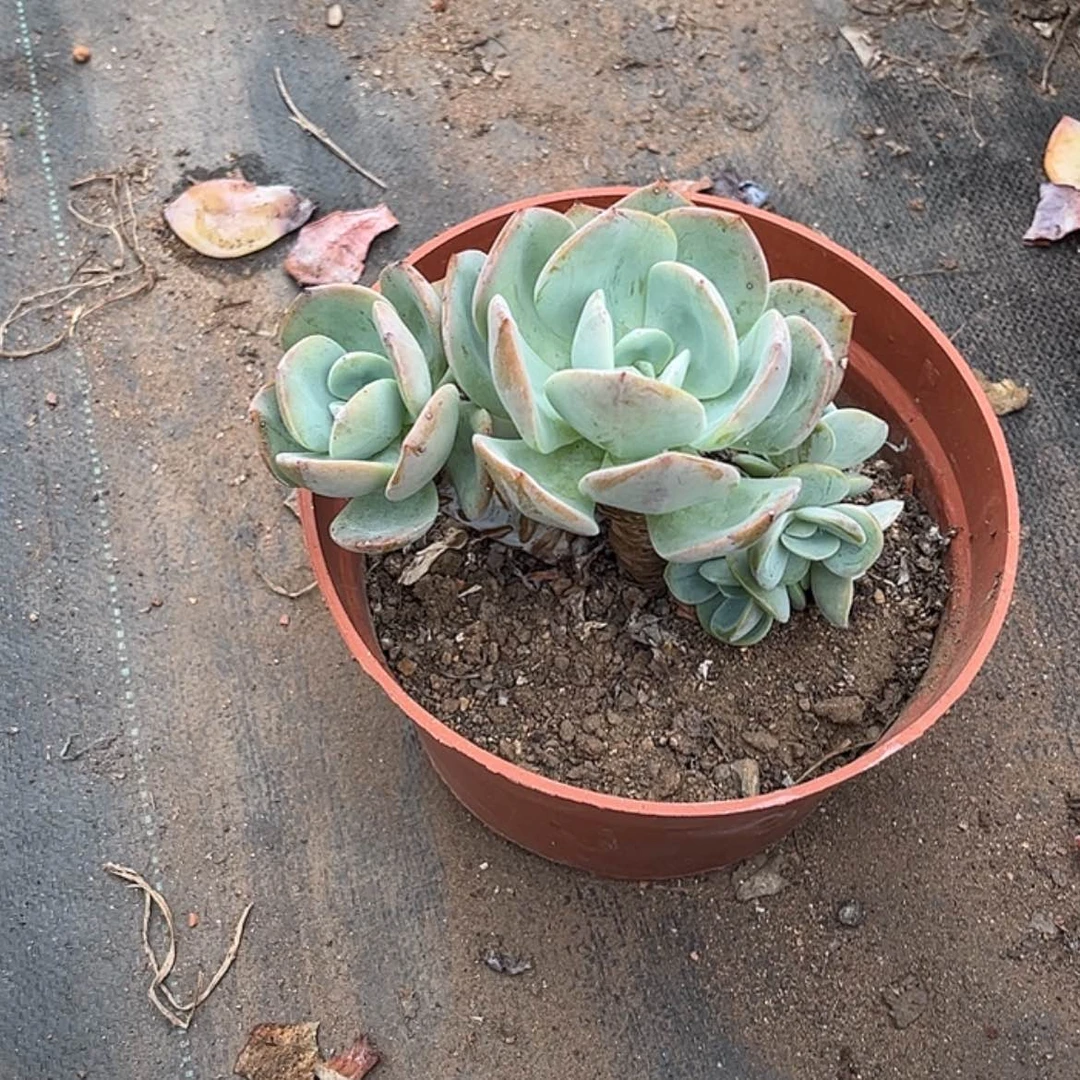 【闪购商品】无花朵