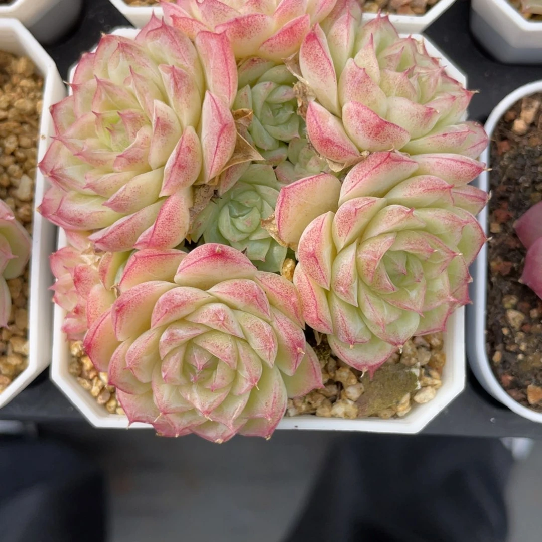 优选潘多拉女王多肉2539