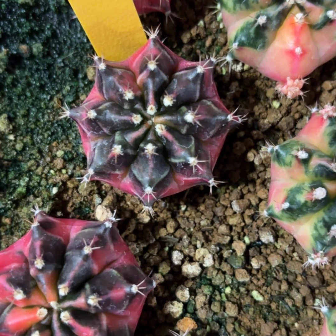 184-1224泰国发货多肉