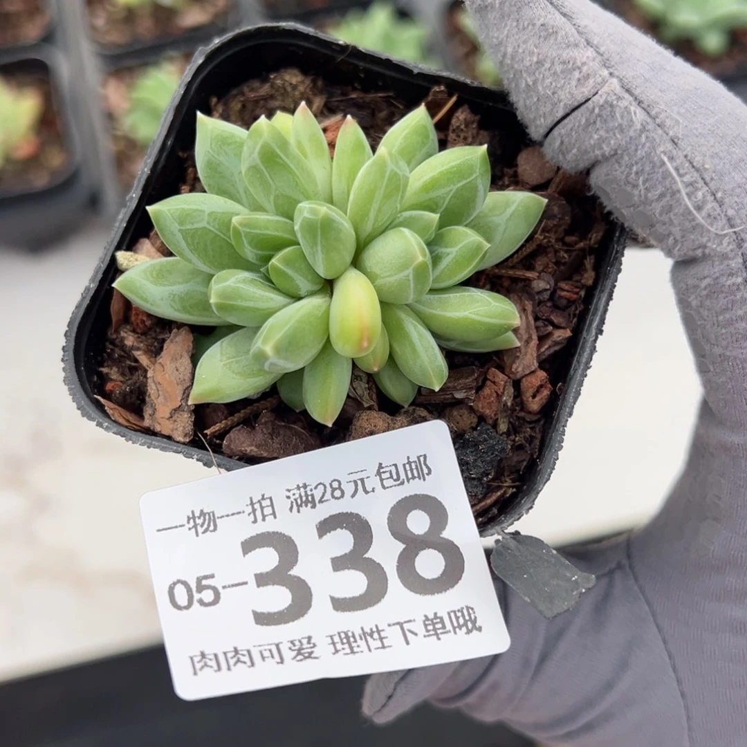 胖体青花瓷多肉多肉多肉多肉