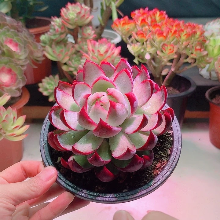 惊鸿仙子带盆发货