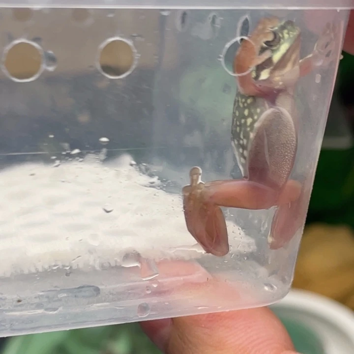 鲨***椒老爷树蛙5号加热包