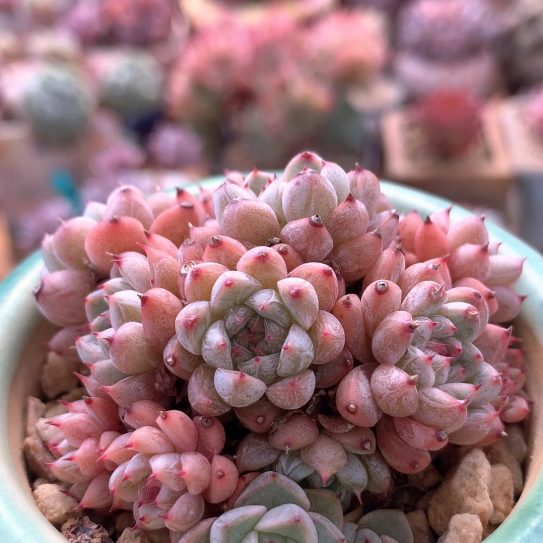 杂一物一拍   003