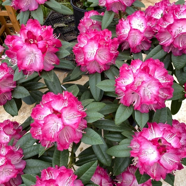 双娇粉五加仑大苗 原盆原土带花苞发货发货