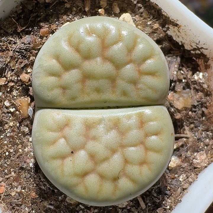 生石花122222。   212