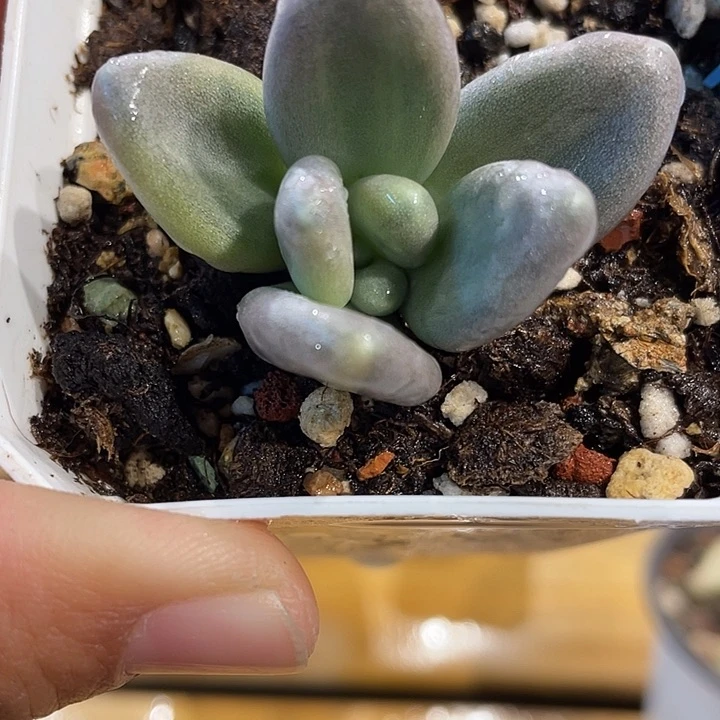 象牙奶锦啊啊啊啊啊啊啊啊