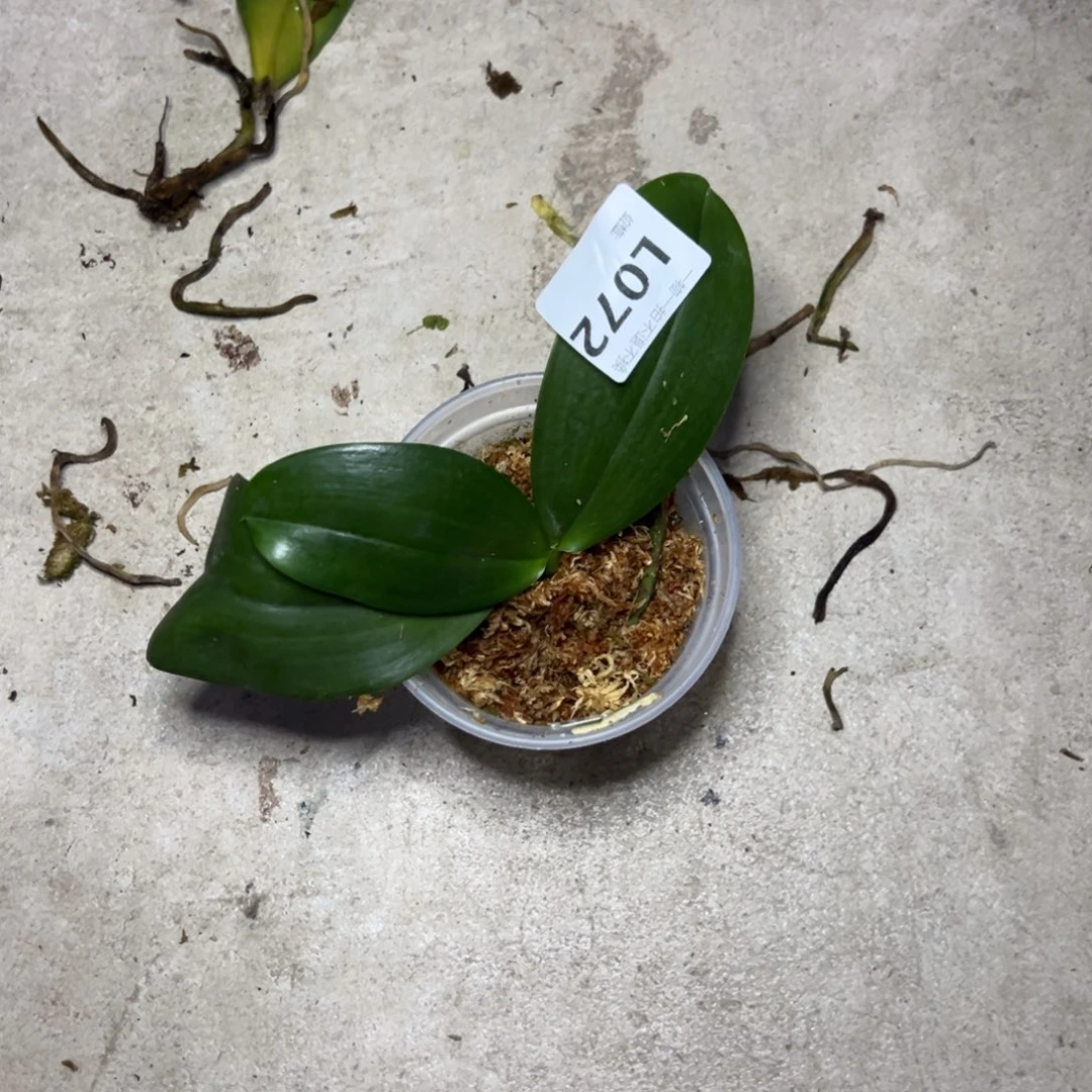 C***a完全开放l072三寸路德没根