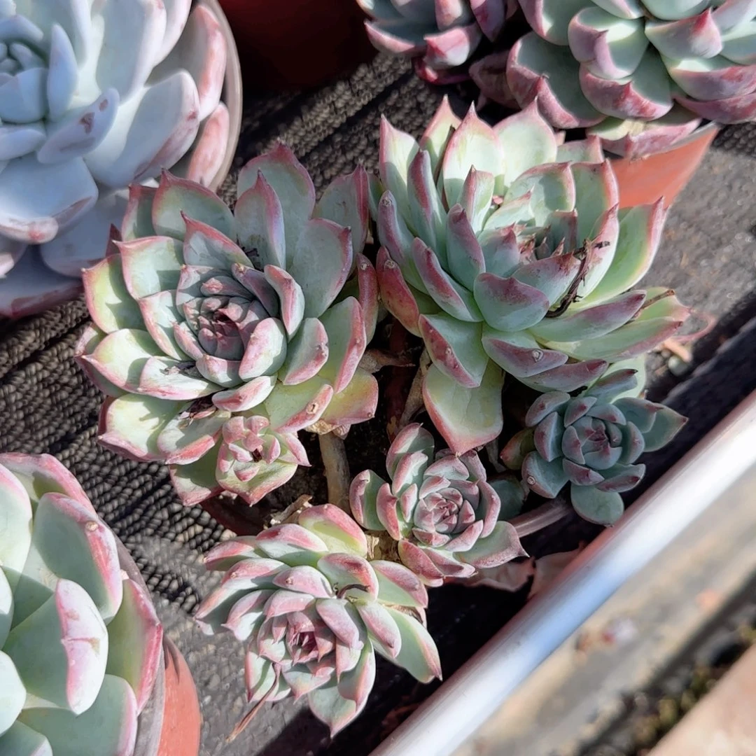 无花朵120小五头吉娃娃