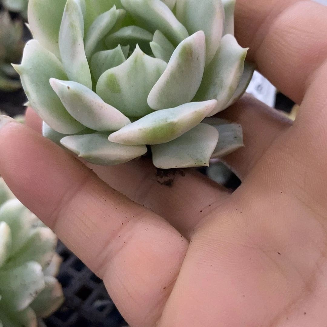 194露娜锦炸多肉植物哇啦塞