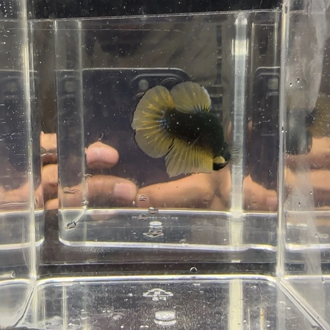 斗鱼绿魔介子38.88