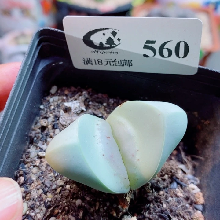 生石花花花开了560