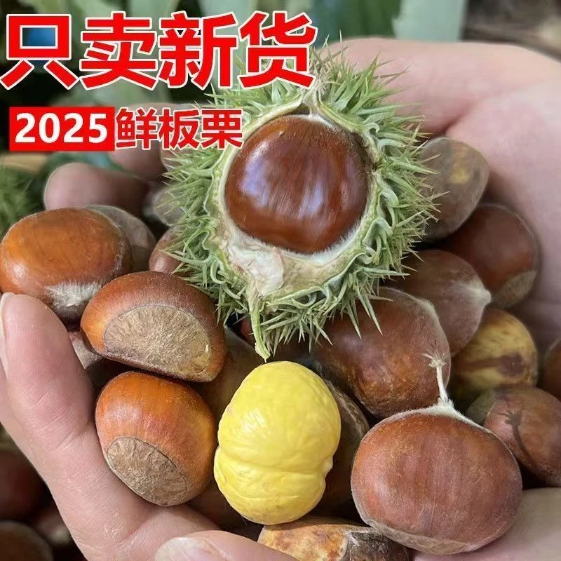 高山老树带壳新鲜板栗粉糯香甜现摘现发好剥皮