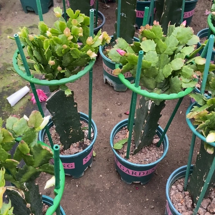 兰***英完全开放028 061重瓣花