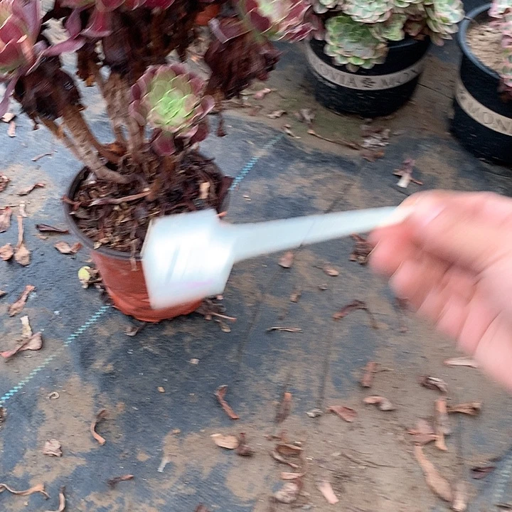 兜****糖多肉多肉多肉华纳185