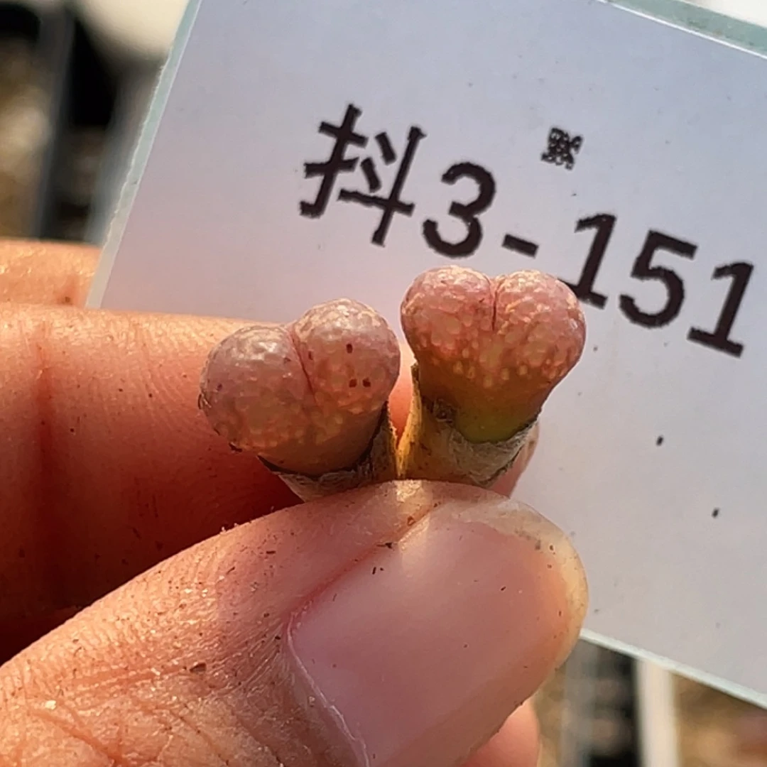 3-151肉锥多肉植物