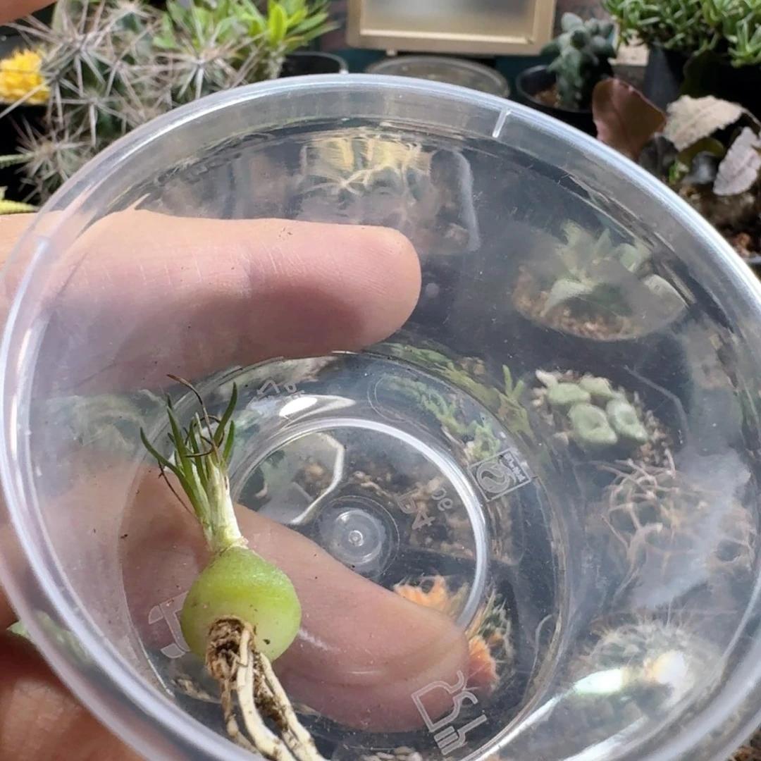独***往337mini海葱脱土发货