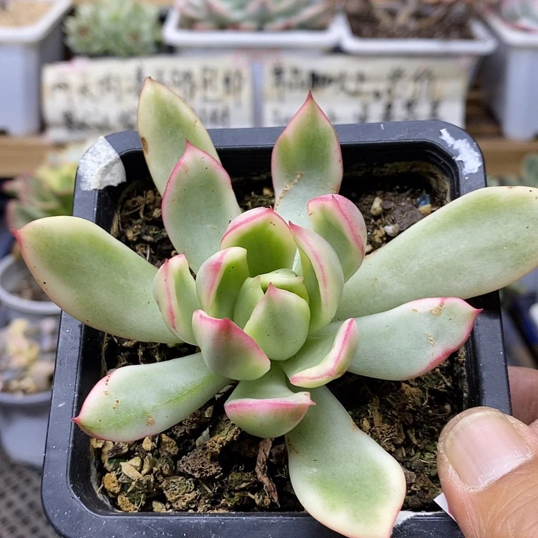 13136 罗杰安娜覆轮锦