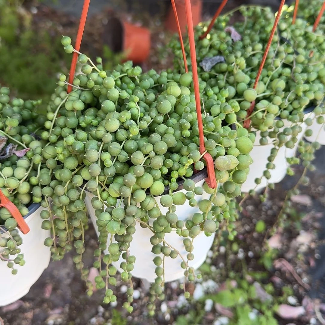 M***&佛珠多肉植物精品