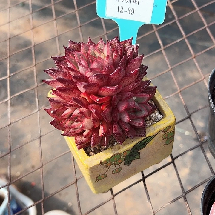 12.39夏洛玫瑰一个脱土