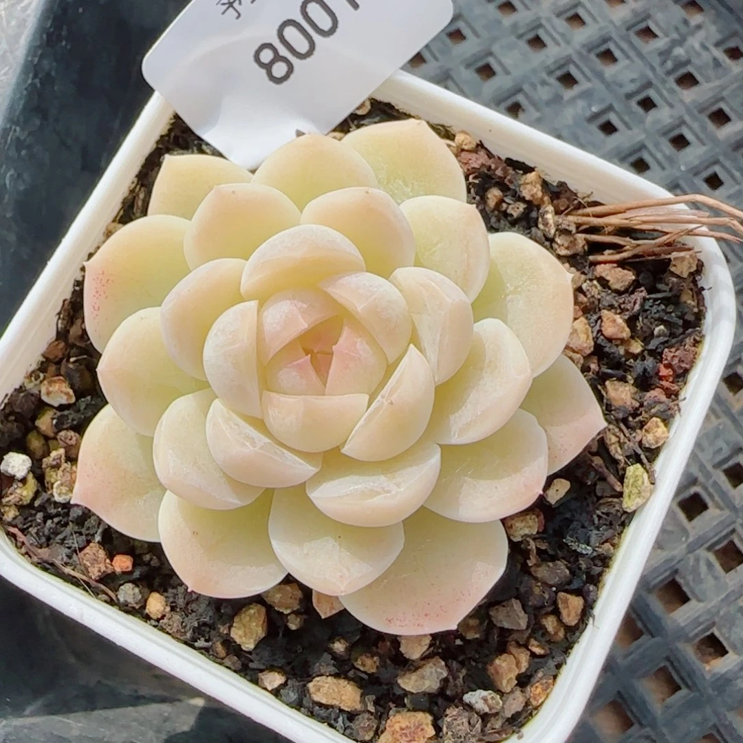 孤月珍妮，8001多肉植物