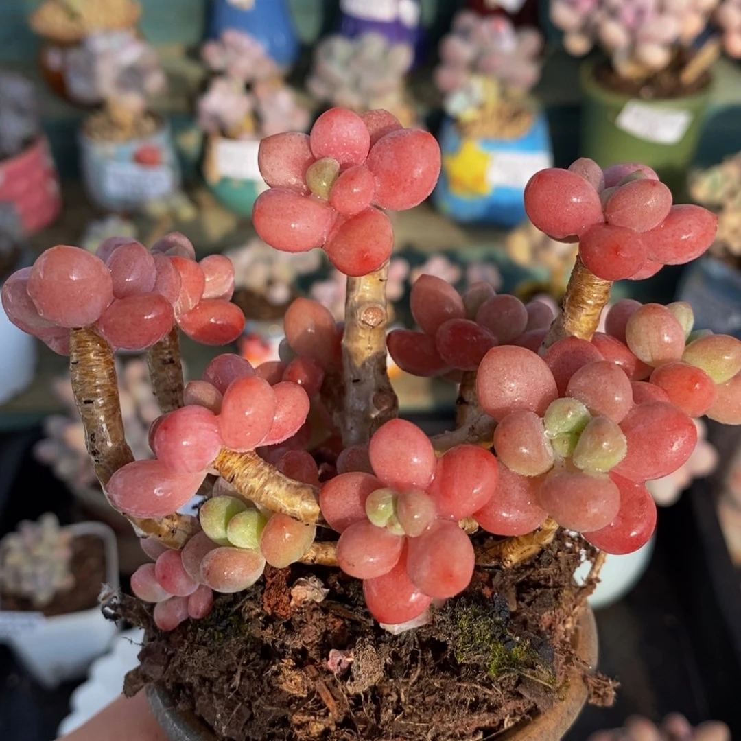 602 -8？厘米鱼子酱有砍