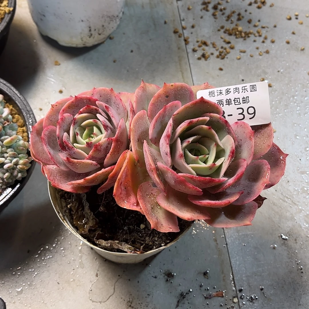 3***93-39白雪公主多肉植物