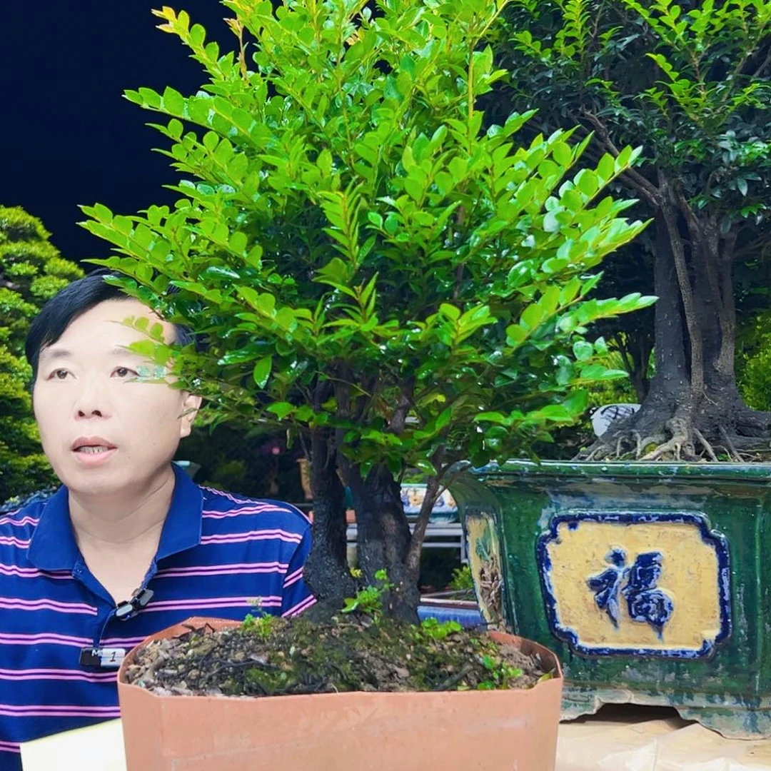 无花朵铭**影秀明园艺秀明园艺