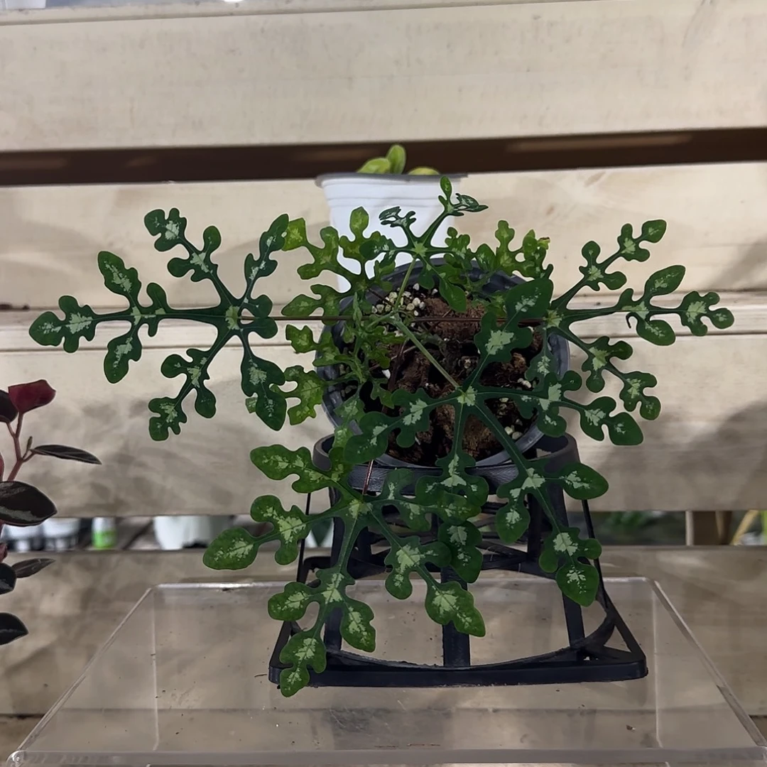 无花朵雪花西番莲