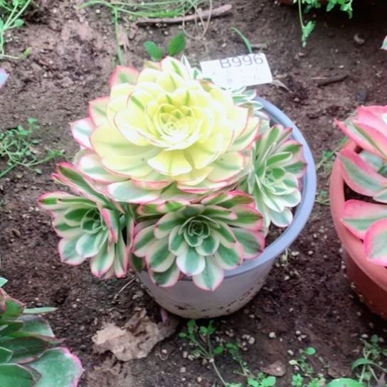 阳****装多肉植物荔枝996