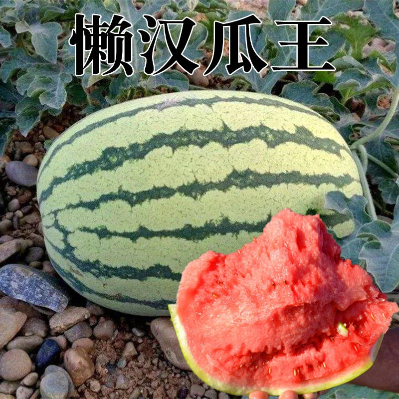 懒汉瓜王西瓜种子懒汉瓜王西瓜种子种籽南方四季盆栽懒人大西瓜籽