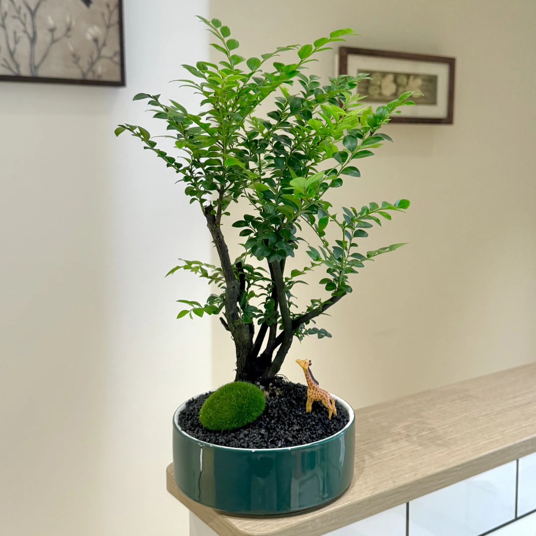 禅意老桩丛林小叶紫檀盆栽盆景室内客厅办公室桌面观叶绿植