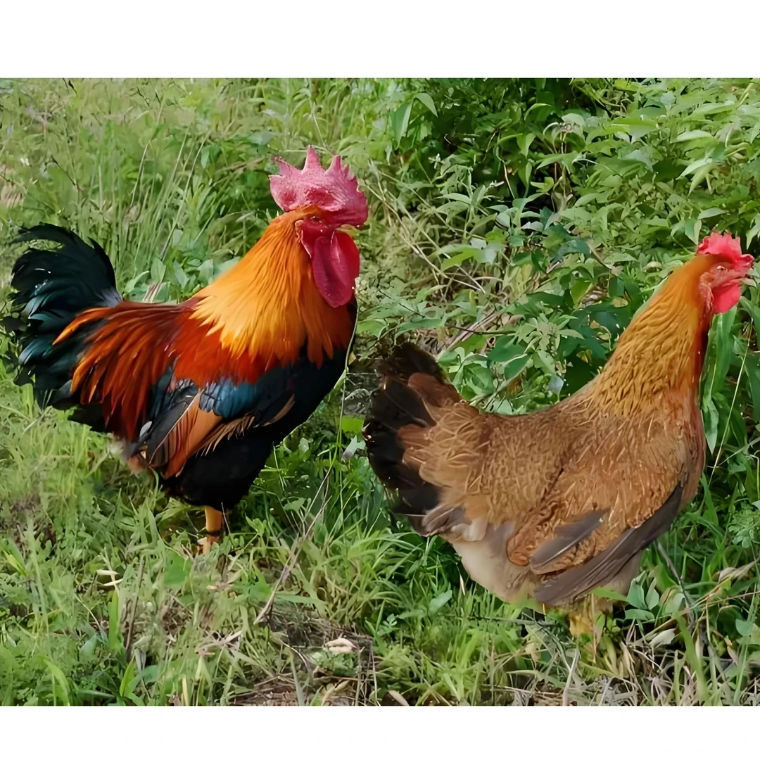 云南自家养殖土鸡  高山散养粮食喂养 活体  宠物鸡