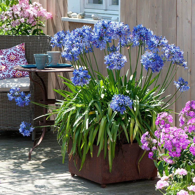 百子莲根茎四季开花种球进口多年生庭院阳台盆栽花卉地栽耐寒植物