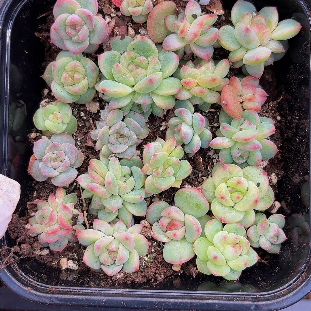多肉植物多肉植物929