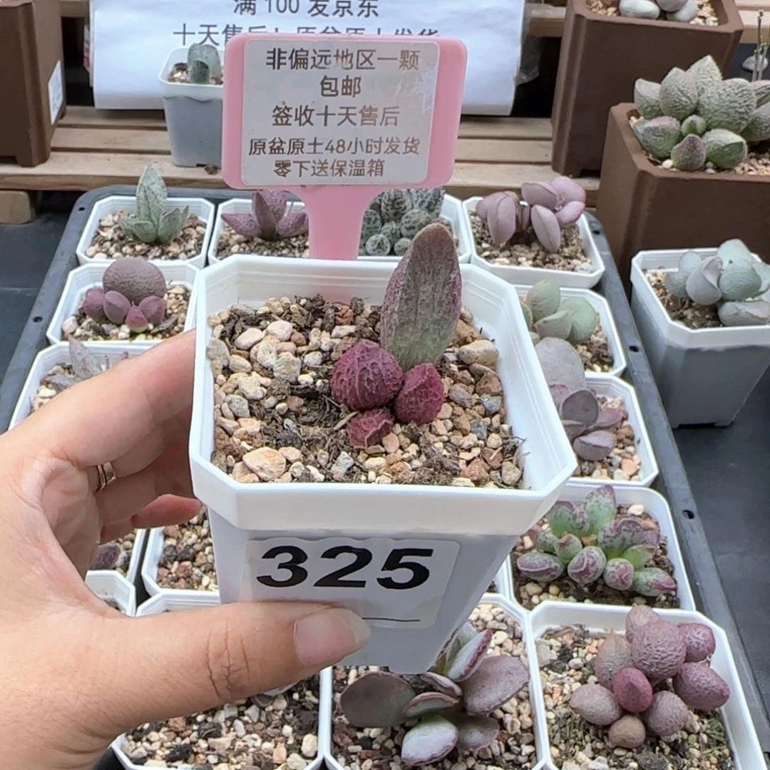 325巨猪宝多肉植物