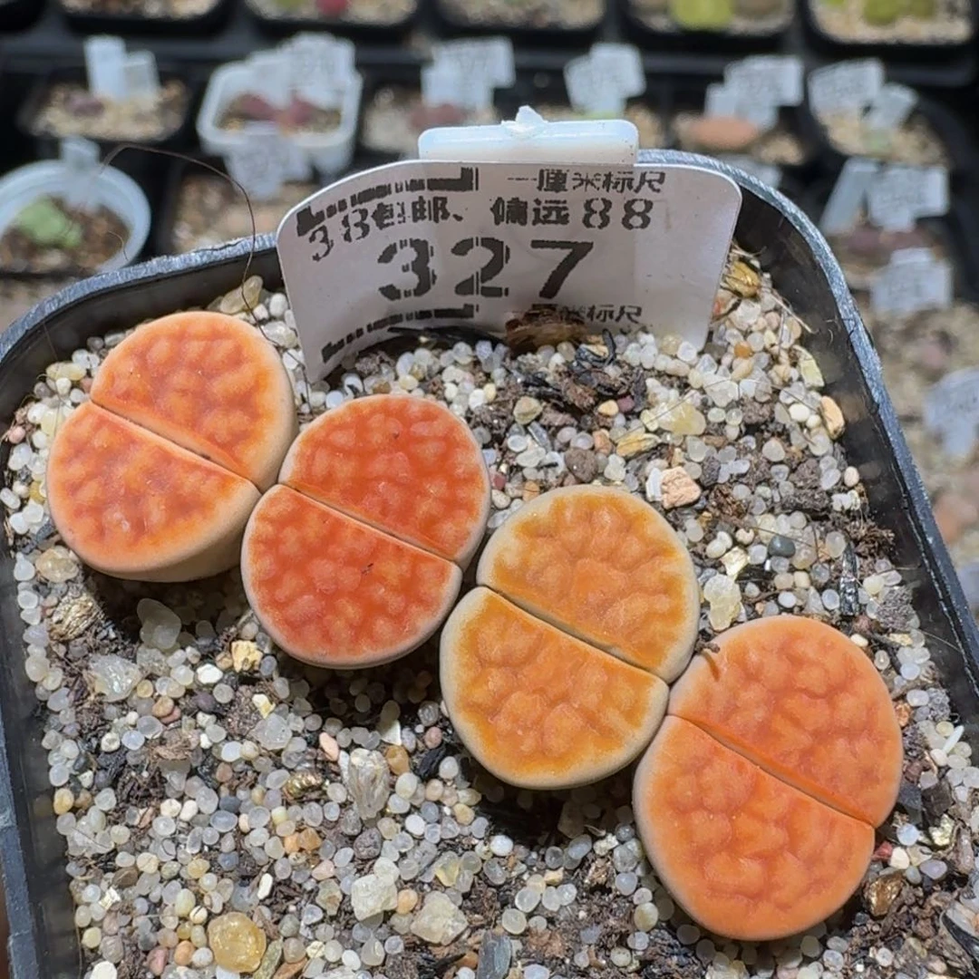 zzzzz精品生石花鱼鹅327