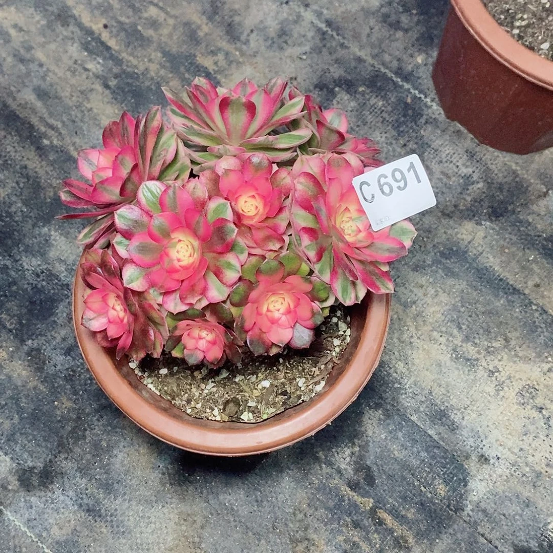 荔枝691多肉11111不大