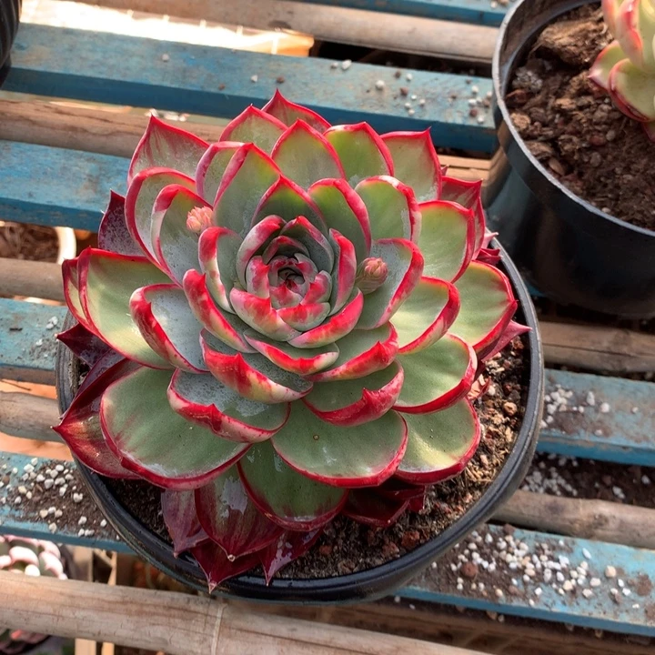 青***青直播间定向惊鸿仙子多肉植物