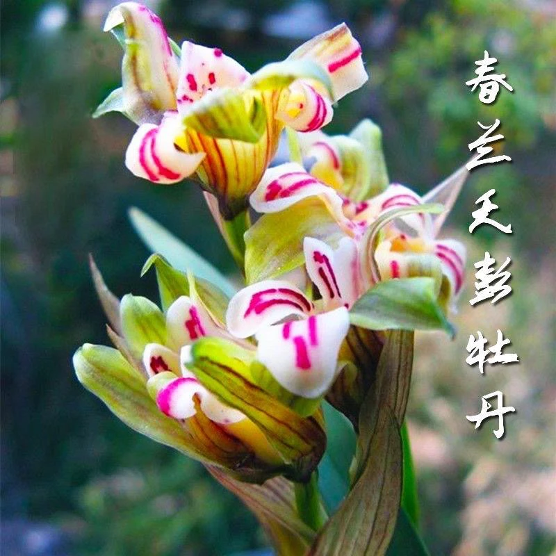 春兰天彭牡丹铭品奇花皇后浓香带花苞绿植盆栽当年开花带花苞兰花