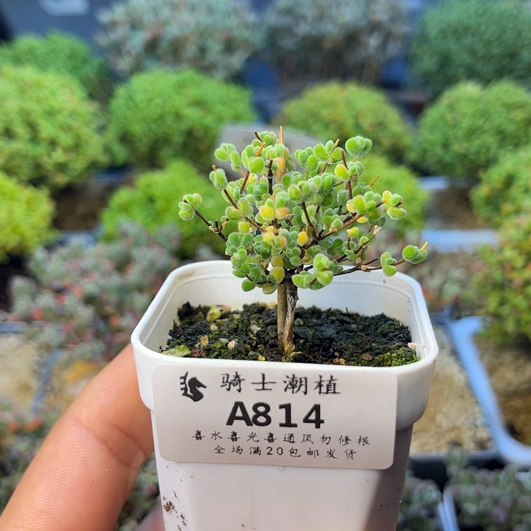 814实生优选白体莱斯